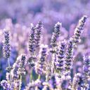 lavender-shade avatar