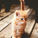 lavender175-blog avatar