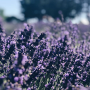 lavenderboyomo avatar