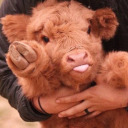 lavendercowlights avatar