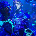 lavenderdr3ams avatar