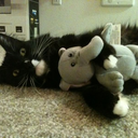 lavenderflames avatar