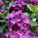 lavenderlark2 avatar