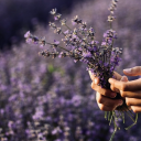 lavenderlhymes avatar