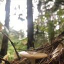 lavenderlilacboy avatar