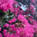 lavenderlovefest avatar