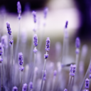 lavenderplanet-blog avatar