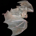 lavenderpluviophile avatar