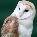 lavenderrainstorms avatar