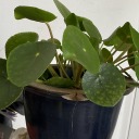 lavendersayshi avatar