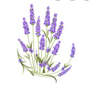 lavendersblued1llyd1lly avatar