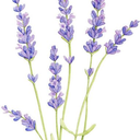 lavenderscribbles avatar