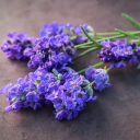 lavendertits456 avatar