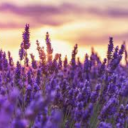 lavenderwitch2 avatar