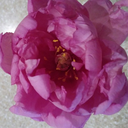 lavishly-lace avatar