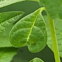 lawfuldummass avatar