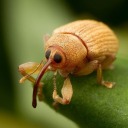 lawfulweevil42 avatar