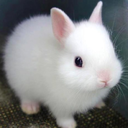 lawlerskates222 avatar