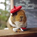 lawlesslikelucy avatar