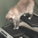 lawnah-faunah avatar