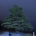 lawnfromabove avatar