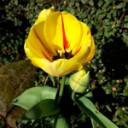 lawonsies-garden avatar