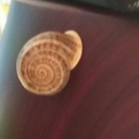 laxsnail avatar