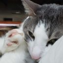 layla-lionheart avatar