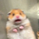 layla-the-lesbian avatar