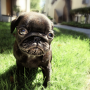 laylatheblackpug-blog avatar