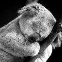 lazy--koala avatar