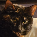 lazychicken310 avatar