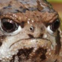 lazyeagledetective avatar