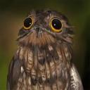 lazypatrolzipperllama avatar