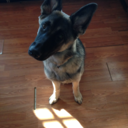 lazytiredandannoyed avatar