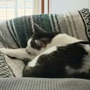 lazywhispersobject avatar