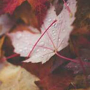 le-foglie-in-autunno avatar
