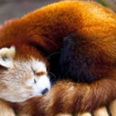 le-merle-bleu avatar