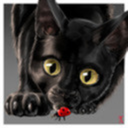 le-noir-chaton avatar