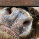 leaderofthegorgonites avatar