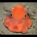 leaderofthemoon avatar