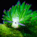 leaf-slug avatar