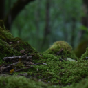 leafandbonesgrimoire avatar