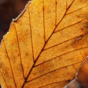 leafeonsuniqueworld avatar