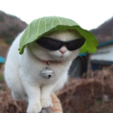 leafheadedcat avatar