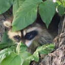 leafheadleafhead avatar