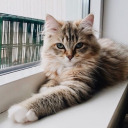 leaflessbranches avatar