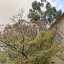 leafmealoooone avatar