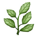 leafprince avatar