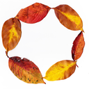 leafthief avatar